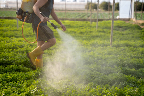 Best Pest Control for Homes  in Progreso, TX