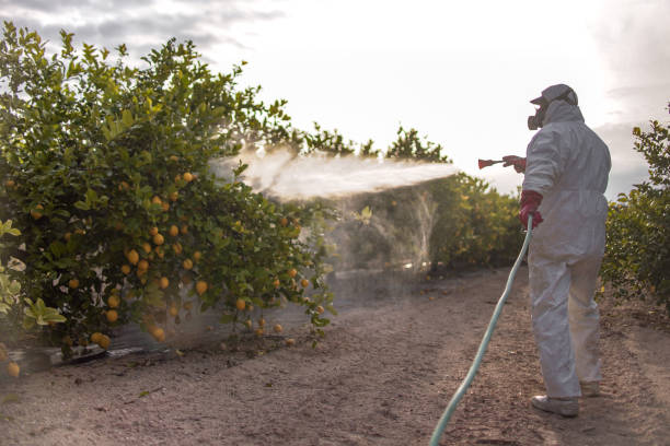 Best Insect Control  in Progreso, TX