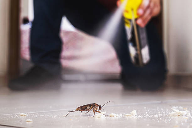 Spider Control Near Me in Progreso, TX